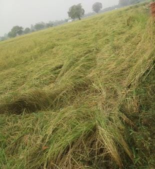 Farmers' restlessness increased due to rain, damage to paddy
