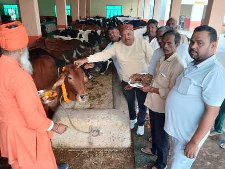 Veterinarians examined cattle on Gopashtami