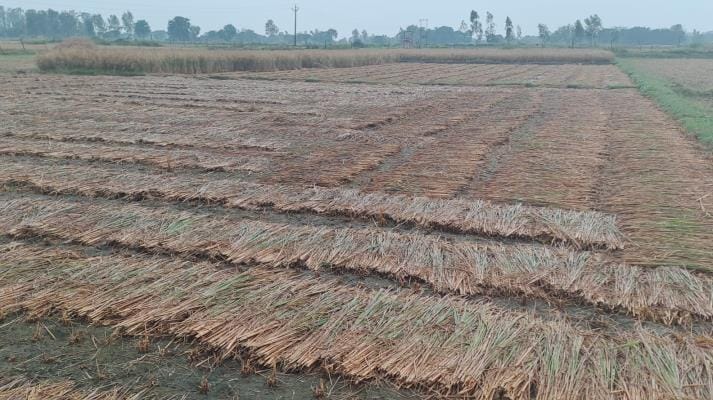 Rain accompanied by strong winds, paddy fields get wet