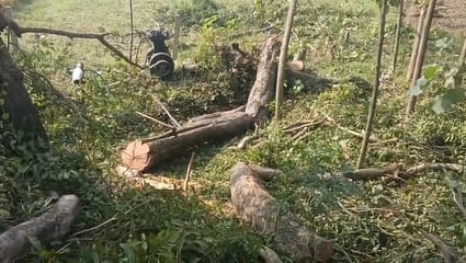 Trees forcibly cut from the Panchayat land of Barauli Majra