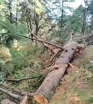 Forest cutters cut trees in Karsog's Pathrevi beat.