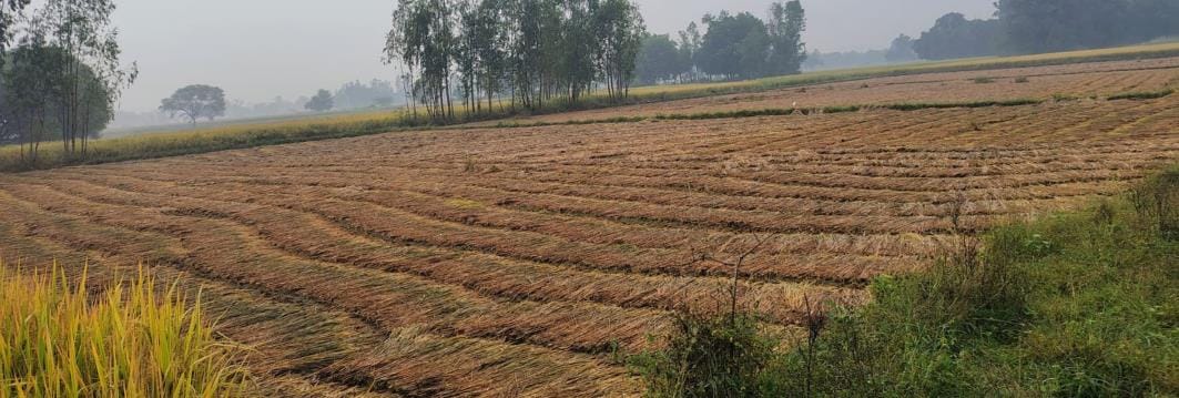 Harvested paddy crop soaked by rain