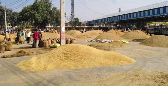नई मंडी में लगे धान के ढेर। संवाद