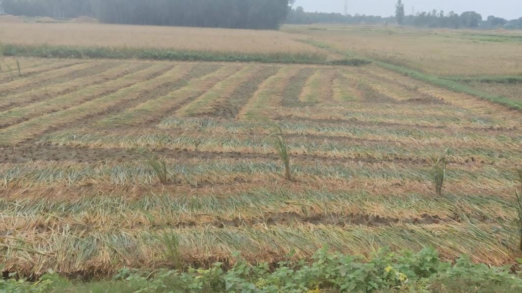 Unseasonal rains dash farmers' hopes, paddy crops to suffer losses