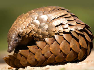 पेंगोलीन फाइल फोटो