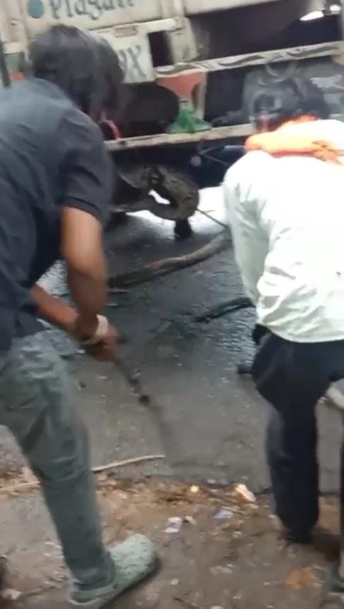 Python ejected from truck gear box