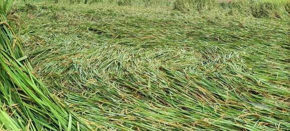 दुलहीपुर क्षेत्र में आंधी पानी से लेटी फसल। संवाद