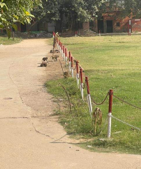 दादरी के पीएमश्री कन्या स्कूल परिसर में झुंड बनाकर घूमते बंदर।