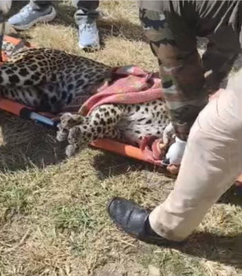 A leopard broke into a cowshed in Theog and was rescued by the forest department.