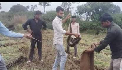 अजगर का किया जा रहा रेस्क्यू