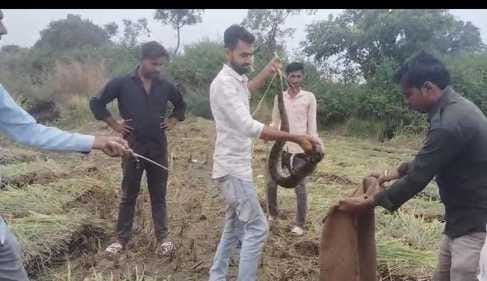A six foot long python was hiding under the harvested paddy crop