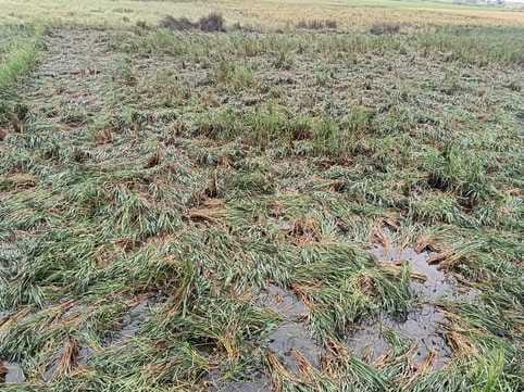 Cyclone Montha disrupts weather, rains affect crops