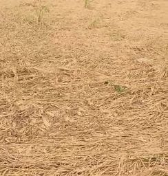 Ripe paddy crop overturned due to wind and rain, its weight and grain will be affected.