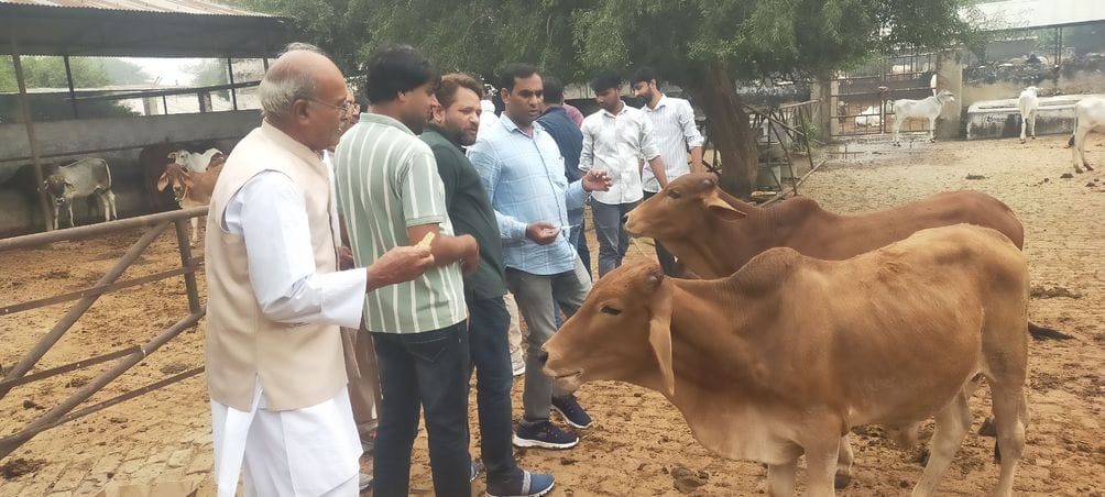 Vaccines given to cows to prevent diseases