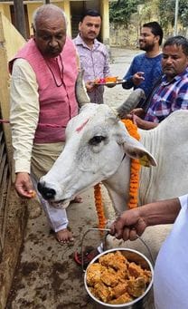 Cows were worshipped and aarti was performed on Gopashtami.