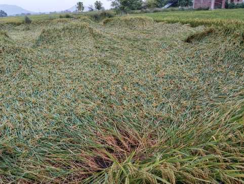 Rain showers like those in the monsoon occurred in Kartik, and three years after Diwali, the temperature dropped by three degrees.