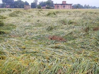 करौंदीकला में गिरी धान की फसल।  