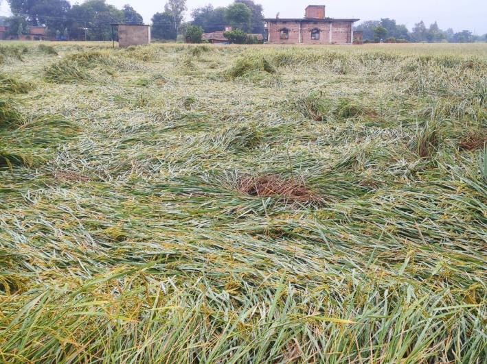 Paddy crop ruined due to rain, streets and roads covered with mud