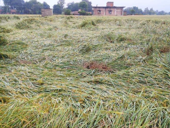 करौंदीकला में गिरी धान की फसल।  
