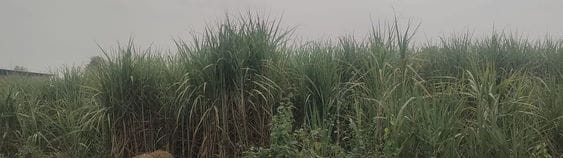1.96 lakh farmers will benefit from the increase in sugarcane prices.