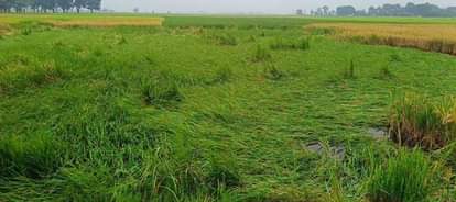 Rain in the last week of October after five years