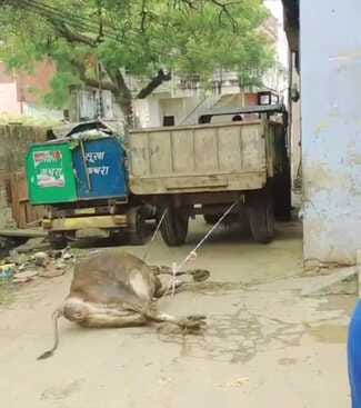 Dead cattle were pulled by tying them to a tractor-trolley...driver dismissed