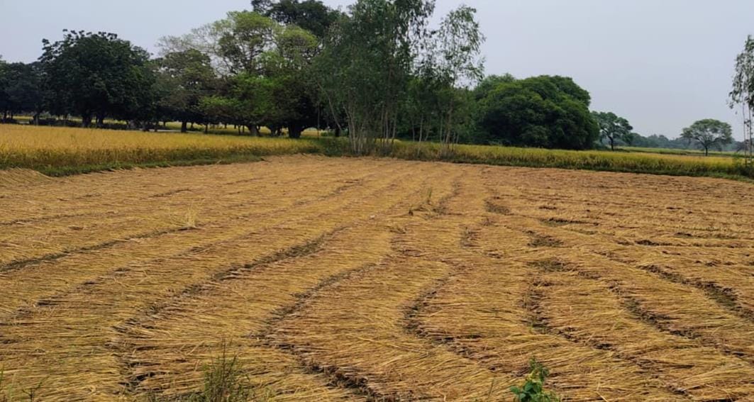If there is excessive rain, the cost of paddy crop will not be recovered.