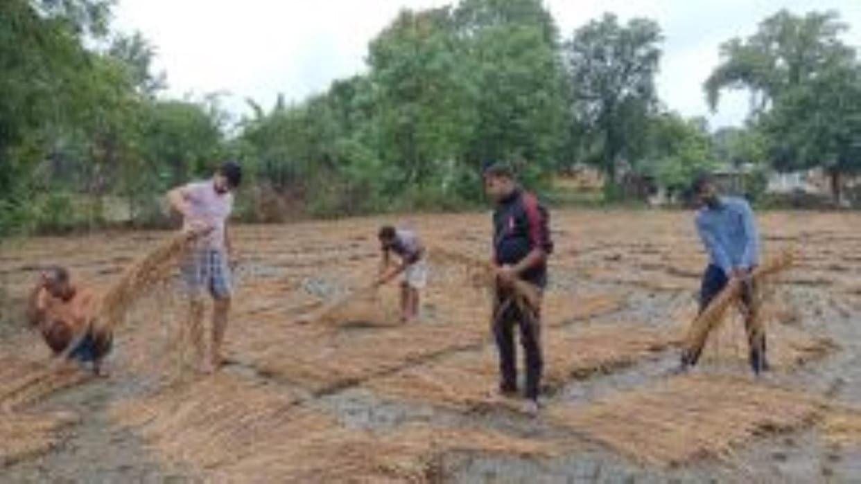 Unseasonal rains dashed the hopes of paddy farmers