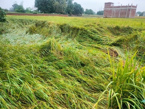 The rice crop was damaged in many places due to rain and strong winds
