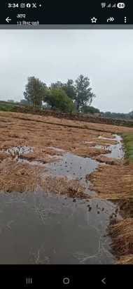 Paddy crop fell in the fields due to rain along with wind, also filled with water