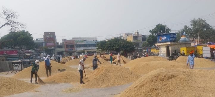 Arrival of 1509 and 1121 varieties of paddy increased in the grain market.