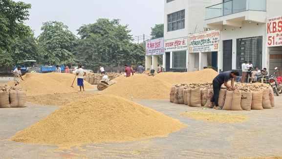 30jjrp24- झज्जर। शहर की अनाज मंडी में किसानों द्वारा लाया गया धान। संवाद