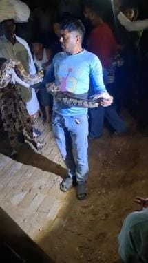 8 feet long python found in Bhalokhara, causing panic
