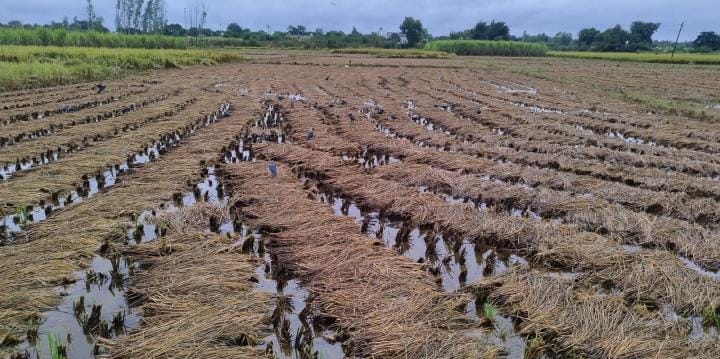 Paddy and sugarcane are also damaged due to continuous rains