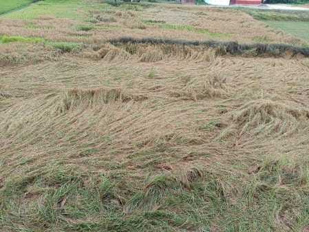 Rain damages paddy and sugarcane crops