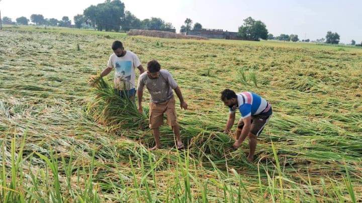 बारिश में गिरी फसल को बांधते किसान।