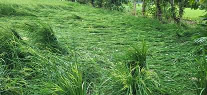 Montha's havoc: Strong winds and rain destroyed paddy, millet and pigeon pea crops.