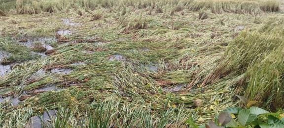 Western disturbances in the season and now Cyclone Montha have devastated farmers