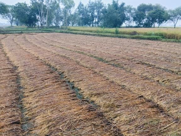 Unseasonal rains dashed the hopes of farmers.