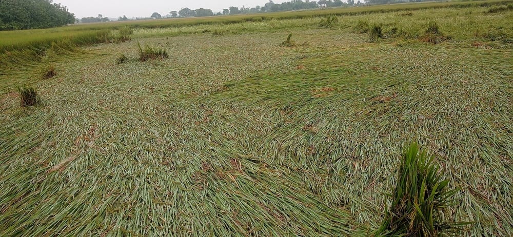 Rain and wind caused the paddy crop to fall...farmers worried
