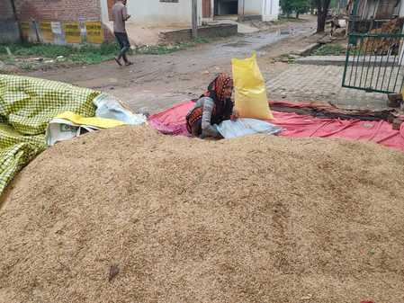 Farmers' dreams are being shattered in the piles of paddy