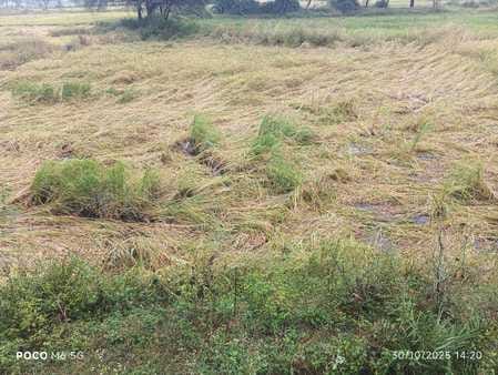 Damage to paddy and pigeon pea, eclipse on gram, lentil, wheat, pea and mustard crops.
