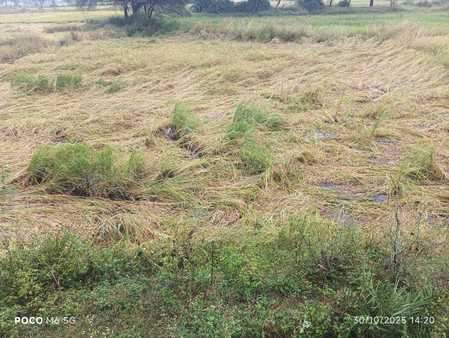 फोटो - 06 करतल में बारिश से खेत में पसरी धान की पकी फसल। संवाद