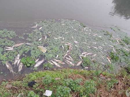 Fish died due to dirty water entering the pond, causing a loss of Rs 2 lakh.