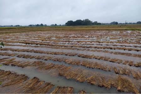 Unseasonal rains ruined the ripe paddy crop.