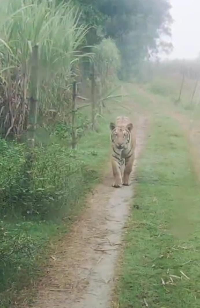 Tiger attacks farmer's car in field