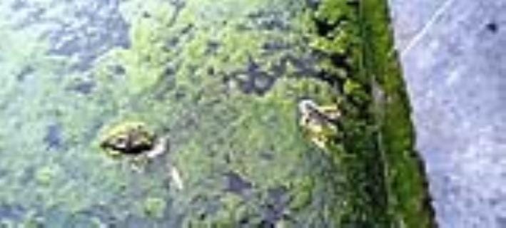 Dirt spread in the water tank of village Shikarpur, people are falling ill.
