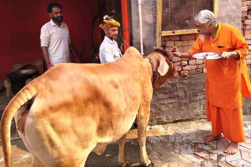 Cow service bestows blessings of 33 crore deities: Mahant