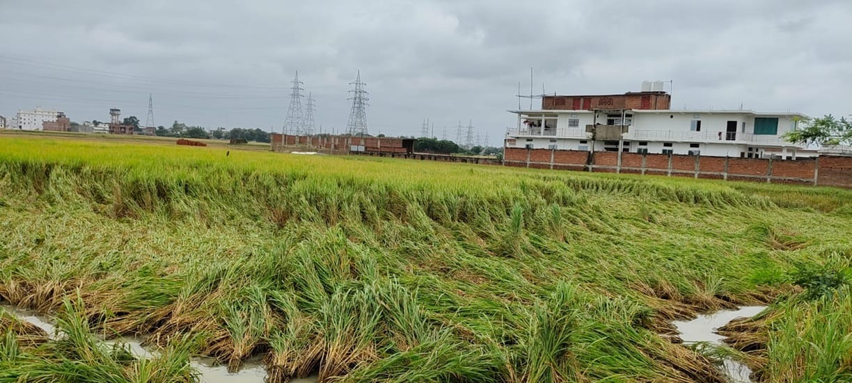 Three days of rain destroyed 8,150 hectares of paddy crop.