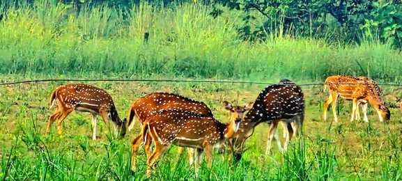 Tourists will be able to visit Dudhwa from tomorrow with new rules.